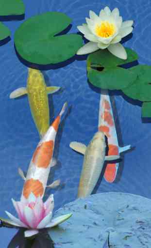 3D Freshwater Fish Koi Pond live Wallpaper 1
