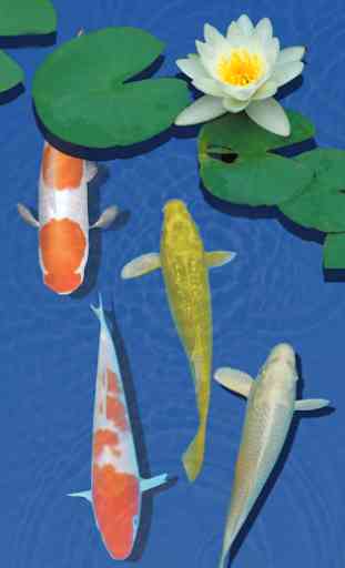 3D Freshwater Fish Koi Pond live Wallpaper 2