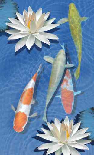3D Freshwater Fish Koi Pond live Wallpaper 3
