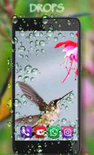 Humming Bird Colibri live wallpaper 3