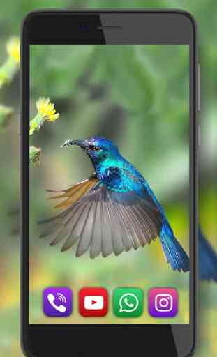 Hummingbird Exotic 4
