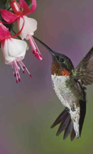 Hummingbird Live Wallpaper (Backgrounds) 4