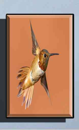 Hummingbird Wallpapers 1