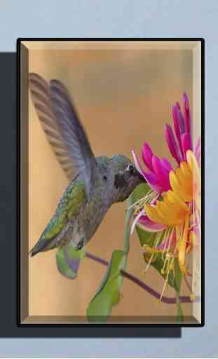 Hummingbird Wallpapers 2