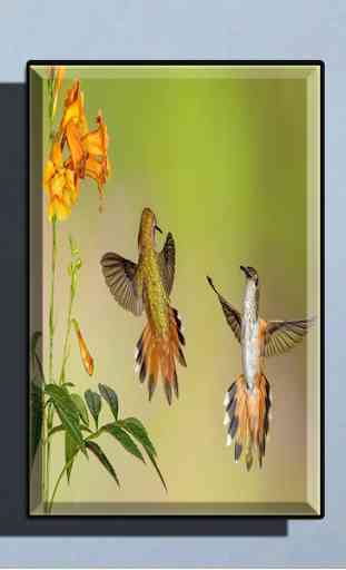 Hummingbird Wallpapers 4