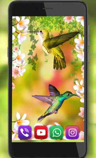 Hummingbirds Sounds Live wallpaper 3