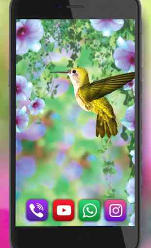 Hummingbirds Sounds Live wallpaper 4
