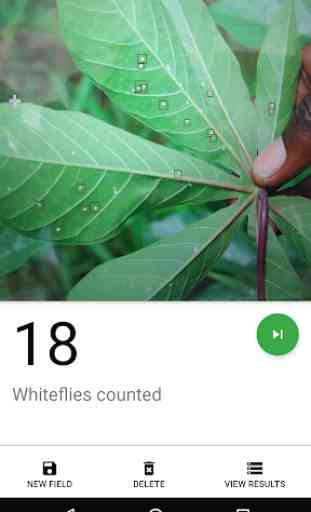 Whitefly Count App 4