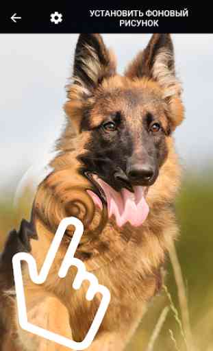 Dog German Shepherd Puppy Cute Live Wallpapers 1