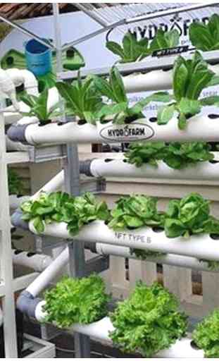hydroponic gardening 1