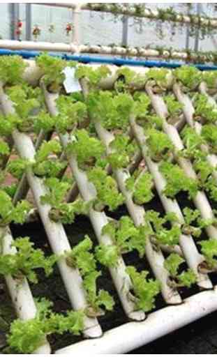hydroponic gardening 2