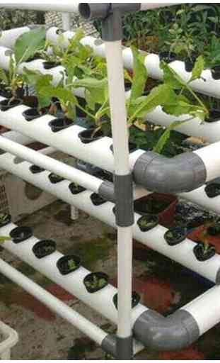 hydroponic gardening 4