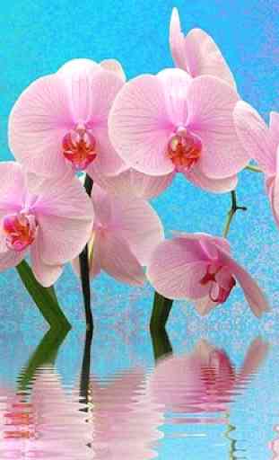 Imagenes de Orquídeas 1