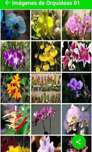 Imagenes de Orquídeas 2