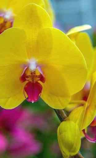 Imagenes de Orquídeas 3