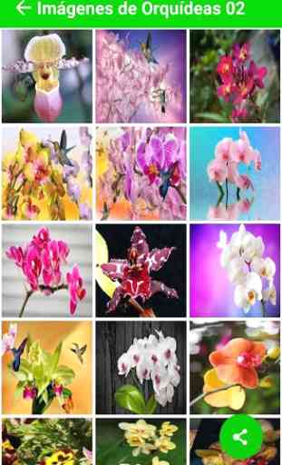 Imagenes de Orquídeas 4