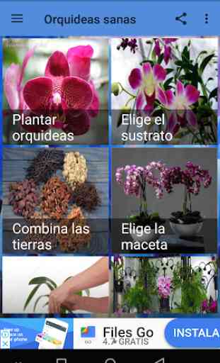 Orquídeas sanas 2