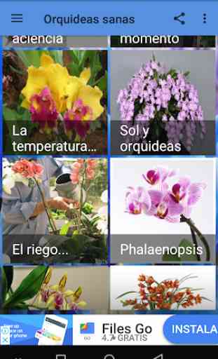 Orquídeas sanas 3