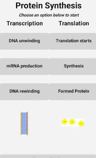 Protein Synthesis Explainer 1