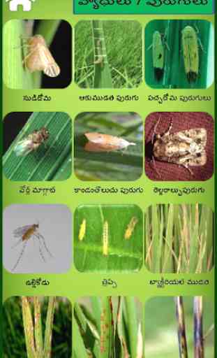 Rice Telugu 2