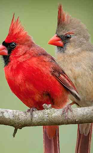 Cardinal Bird Sounds ~ Sboard.pro 1