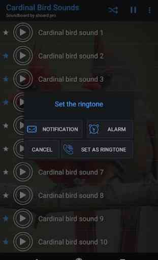 Cardinal Bird Sounds ~ Sboard.pro 3