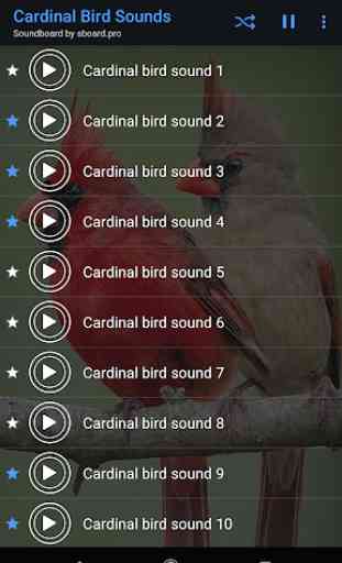 Cardinal Bird Sounds ~ Sboard.pro 4
