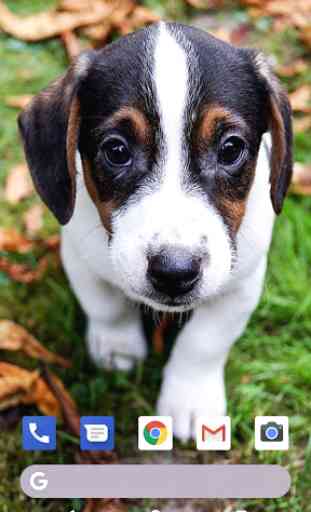 Cute Puppies Live Wallpapers HD 1