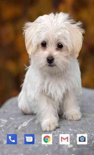 Cute Puppies Live Wallpapers HD 2