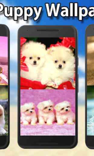 Cute Puppy Wallpapers HD 1