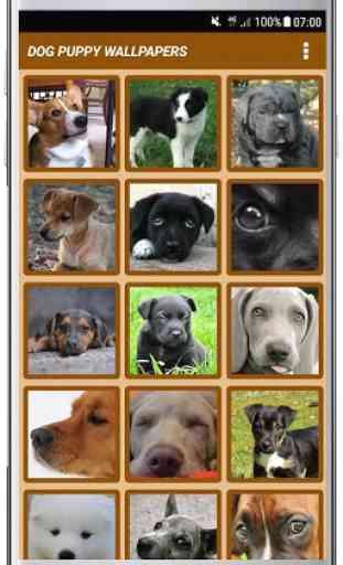 DOG PUPPY WALLPAPERS  2