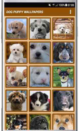 DOG PUPPY WALLPAPERS  3