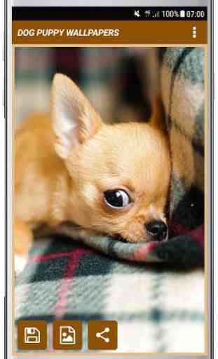 DOG PUPPY WALLPAPERS  4