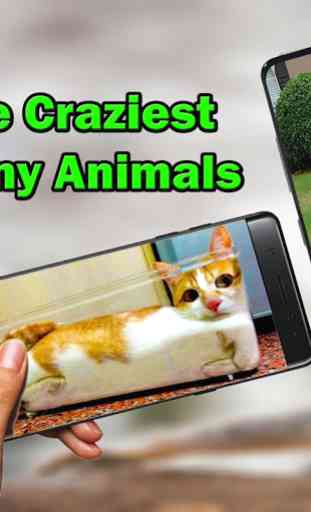 Funny Animals Videos 1