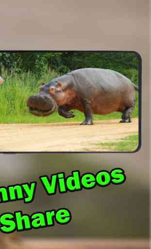 Funny Animals Videos 3
