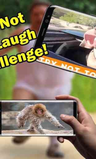 Funny Animals Videos 4