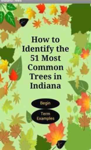 Indiana Trees 2