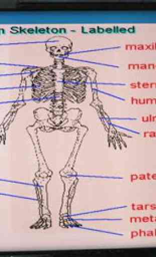 Label That Diagram - Human Skeleton 3