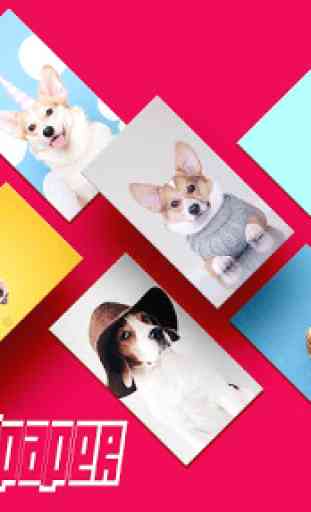 Puppies Wallpapers HD 1