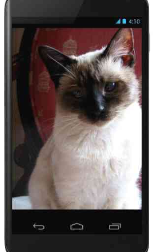 Siamese Cat Wallpapers 1