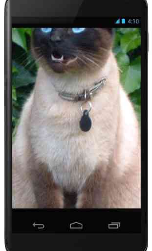 Siamese Cat Wallpapers 2