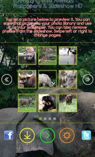 Amazing Wild Animals - Wallpapers & Slideshow HD 3