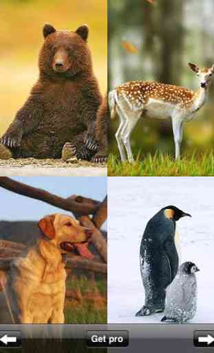 Animal Wallpapers & Images 2
