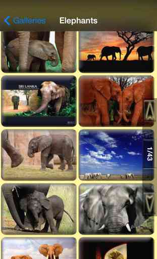 Animals Backgrounds and Wallpapers 2