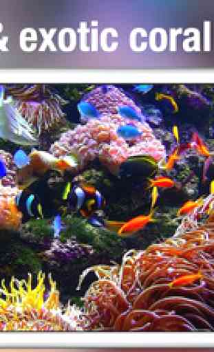 Aquarium Live +: Nature & coral reef ocean scenes 4