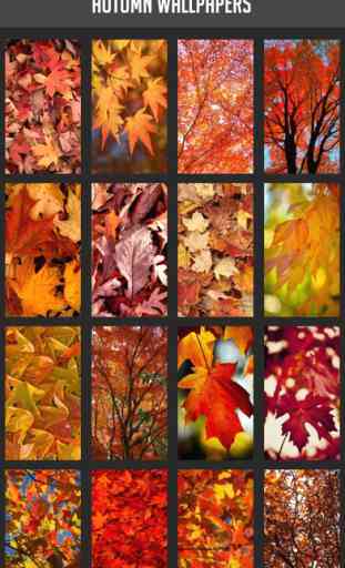 Autumn Wallpapers 1