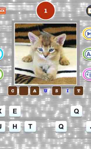 Cute Cat Breed Quiz Games 3