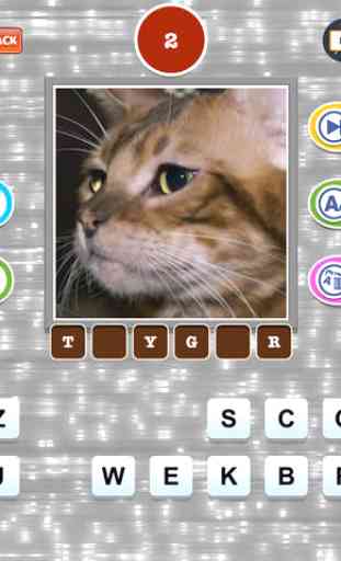 Cute Cat Breed Quiz Games 4