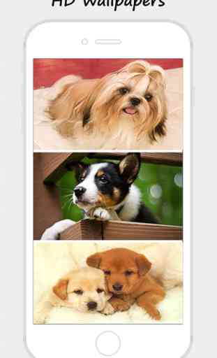Cute Dogs and Puppy Wallpapers 3
