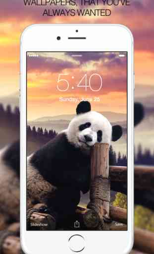 Panda Wallpapers – Panda Pictures & Panda Images 1